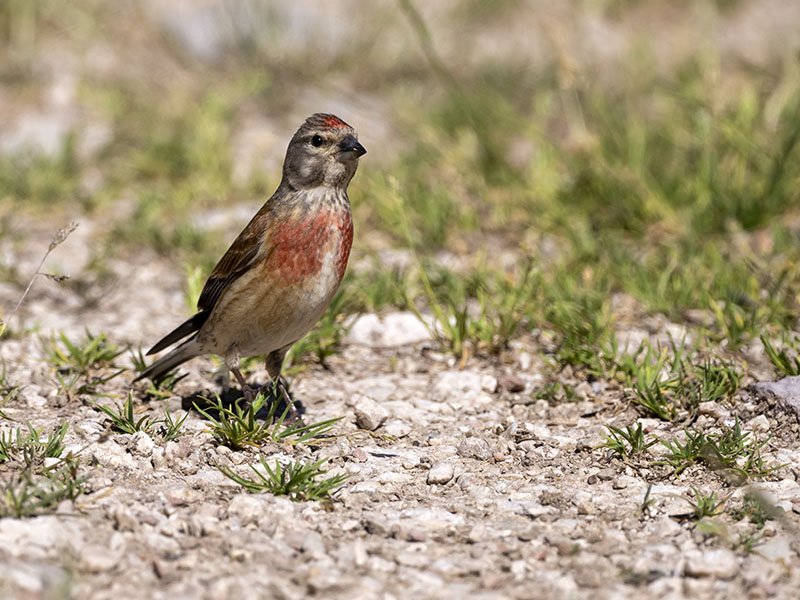 Fanello - Carduelis cannabina